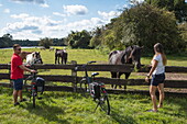Couple on bicycles say hello to horses on meadow along bank of Ems river, near Haren (Ems), Emsland, Lower Saxony, Germany