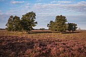 Blooming heather and trees at Bourtanger Moor-Bargerveen International Nature Park, near Zwartemeer, Drenthe, Netherlands