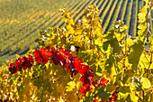 vineyard, autumn, near Mercatale, Chianti, Tuscany, Italy, Europe