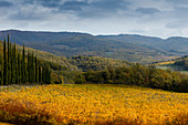 Landschaft mit Zypressen und Weinbergen bei Radda in Chianti, Herbst, Chianti, Toskana, Italien, Europa
