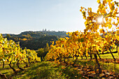 Stadtansicht, Weinberg, San Gimignano, UNESCO Weltkulturerbe, Provinz Siena, Herbst, Toskana, Italien, Europa