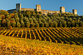 Stadtmauer, Weinberg,  Monteriggioni, Via Francigenia, Provinz Siena, Toskana, Italien, Europa