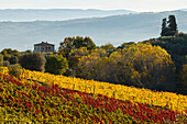 Landhaus, Weinfeld und Zypressen, bei Montalcino, Herbst, Val d´Orcia, UNESCO Weltkulturerbe, Toskana, Italien, Europa