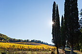 Weinreben, Weinfeld und Zypressen, bei Montalcino, Herbst, Val d´Orcia, UNESCO Weltkulturerbe, Toskana, Italien, Europa