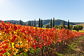 Weinreben, Weinfeld und Zypressen, bei Montalcino, Herbst, Val d´Orcia, UNESCO Weltkulturerbe, Toskana, Italien, Europa