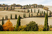 Zypressenallee, Straße, La Foce, bei Chanciano Terme, Herbst, Toskana, Italien, Europa