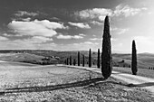 landscape, country road, cypresses, near Pienza, Tuscany, Italy, Europe