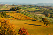 cottage, vineyards, olive trees, cypresses, near S. Quirico d´Orcia, autumn, Val d´Orcia, UNESCO World Heritage Site, Tuscany, Italy, Europe