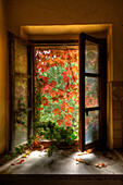 window, abandoned cottage, vine leaves, autumn, lost place, near San Gimignano, province of Siena, autumn, Tuscany, Italy, Europe