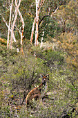 Westliches Graukänguru im Dryandra Woodland nahe Narrogin in Westaustralien