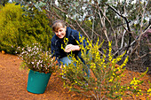 Dianne Burton is collecting wildflowers in the Ravensthorpe Range in Western Australia