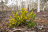 Prickly Hibbertia (Hibbertia mucronata) in the Dryandra Woodland near Narrogin in Western Australia