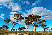 Eukalyptusbäume am  Lake King in Westaustralien