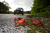 Christmas Island Red Crab crosses Road, Gecarcoidea natalis, Christmas Island, Australia