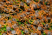 Juvenile Crabs returning on Land, Gecarcoidea natalis, Christmas Island, Australia