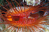 Close up of Electric Flame Scallop, Ctenoides ales, Christmas Island, Australia