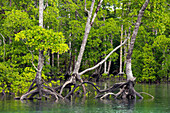 Mangrove forest in the marine park on Lampi Island in the Myeik Archipelago, Myanmar