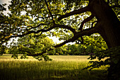UNESCO World Heritage Muskau Gardens Prince Pueckler Park, old oak tree in park, Lausitz, Saxony, Germany
