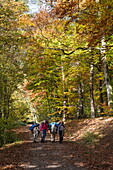 Woman and man with two donkeys walk om path through forest near Aubachseen in autumn , Habichsthal, Spessart-Mainland, Franconia, Bavaria, Germany