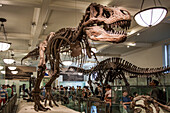 reconstitution of the skeleton of a tyrannosaurus rex at the american museum of natural history in nyc, manhattan, new york city, state of new york, united states, usa