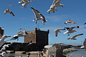 the skala of the port and seagulls, bastion in the port of essaouira and its fortifications undergoing restoration, essaouira, mogador, atlantic ocean, morocco, africa