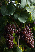 tokay pinot grigio grapes