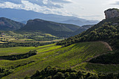 aerial view, vineyards of patrimonio, (2b) upper corsica, france