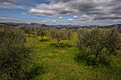 foothills of mount etna, view from the northern side, olive groves, sicily, southern italy