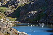 fishermen among the seagulls in a branch of the fjord, ilulissat, greenland