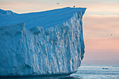 seagulls on the icebergs in the ice fjord, jakobshavn glacier, 65 kilometres long, coming from the inlandsis, sermeq kujalleq, ilulissat, greenland