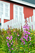 colorful flowers, nuuk, greenland