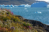 arctic landscape with the flora and the icebergs floating in the fjord of narsaq bay, greenland