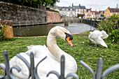 swans in front of the pond, boulevard bansard des bois, belleme (61), town in the regional park of the perche, village of character, normandy, france