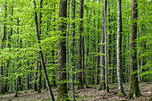 remarkable forest, belleme (61), town in the regional park of the perche, village of character, normandy, france