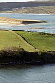 sheep farm on the island in ballyness bay, road to maghera, ardara, county donegal, ireland