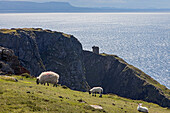 sheep on the cliffs of slieve league, amongst the highest in europe, county donegal, ireland