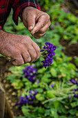 marcel quentin's violet plantation, tourrettes sur loup, alpes-maritimes, provence-alpes-cote d'azur (06), france
