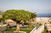 santa cruz de tenerife, island of tenerife, canary islands, spain, europe