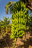 banana plantation, banana tree, bananas, island of tenerife, canary islands, spain, europe