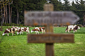 montbeliarde cows in a meadow, the way of saint james near venteuges (43), haute loire, region auvergne rhone alpes, france