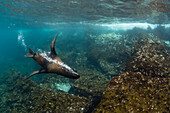 Galapagos fur seal (Arctocephalus galapagoensis) underwater on Santiago Island, Galapagos, Ecuador, South America