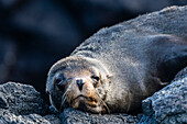 Adult Galapagos fur seal (Arctocephalus galapagoensis), hauled out on Santiago Island, Galapagos, Ecuador, South America