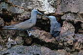 Brown noddy (Anous stolidus) pair at nest site on Floreana Island, Galapagos, Ecuador, South America