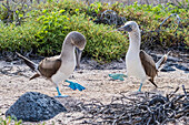 Blue-footed booby (Sula nebouxii) pair in courtship display on North Seymour Island, Galapagos, Ecuador, South America