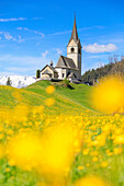 Blooming of yellow flowers around the alpine church of Schmitten, District of Albula, Canton of Graubunden, Switzerland, Europe