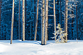 Tree trunks covered with ice in the snowy forest, Kiruna, Norrbotten County, Lapland, Sweden, Scandinavia, Europe