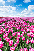 Pink and white tulips and clouds in the sky, Yersekendam, Zeeland province, Netherlands, Europe