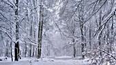 Forest in winter, Erbeskopf Mountain, 816m, Saar-Hunsrueck Nature Park, Rhineland-Palatinate, Germany, Europe