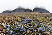 Skansen in Billefjorden, Jacob's ladder flower (Polemonium caeruleum), Spitsbergen, Svalbard, Arctic, Norway, Europe