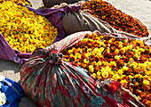 Cut yellow marigolds, weighed and bagged in cloth bundles, for sale in the early morning flower market, Jaipur, Rajasthan, India, Asia